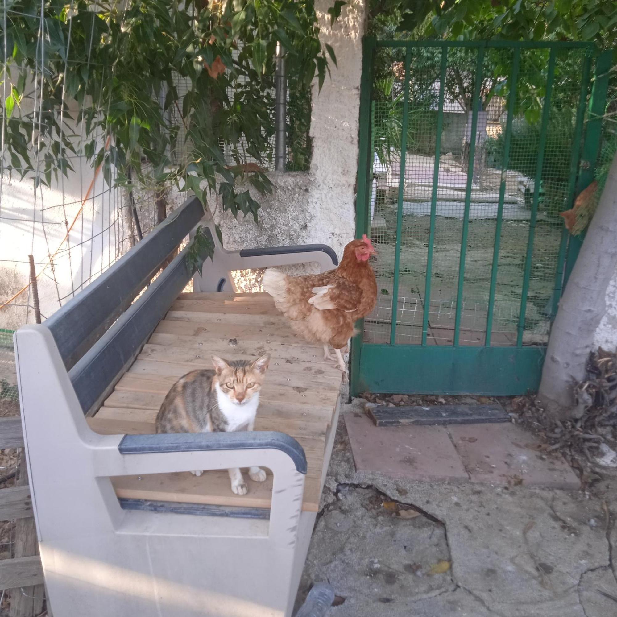 Appartement Το Μικρό Σπίτι Στη Φάρμα! à Acharnes Extérieur photo