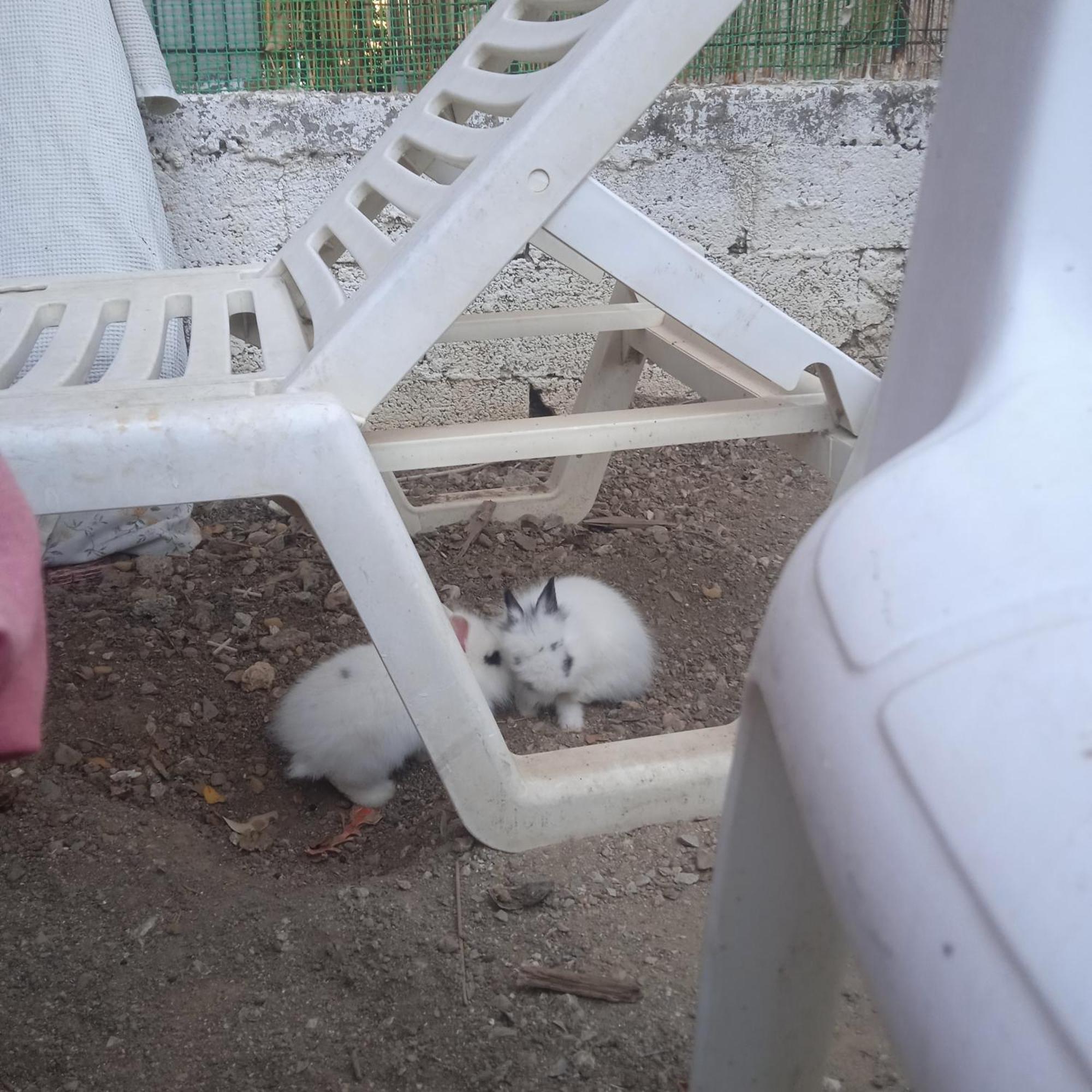 Appartement Το Μικρό Σπίτι Στη Φάρμα! à Acharnes Extérieur photo